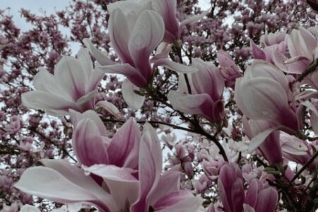 Nahaufnahme von Magnolienblüten, im Hintergrund sieht man den Rest des voll blühenden Baums.