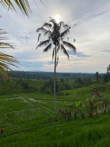 Reisterrassen von Jatiluwih, Palme in der Mitte
